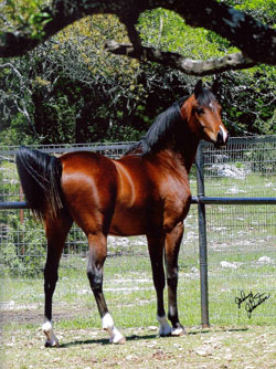 MKH SidDiamond Rio